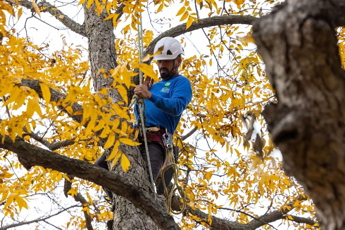 Skilled Tree Transplanting crew working in Crescent